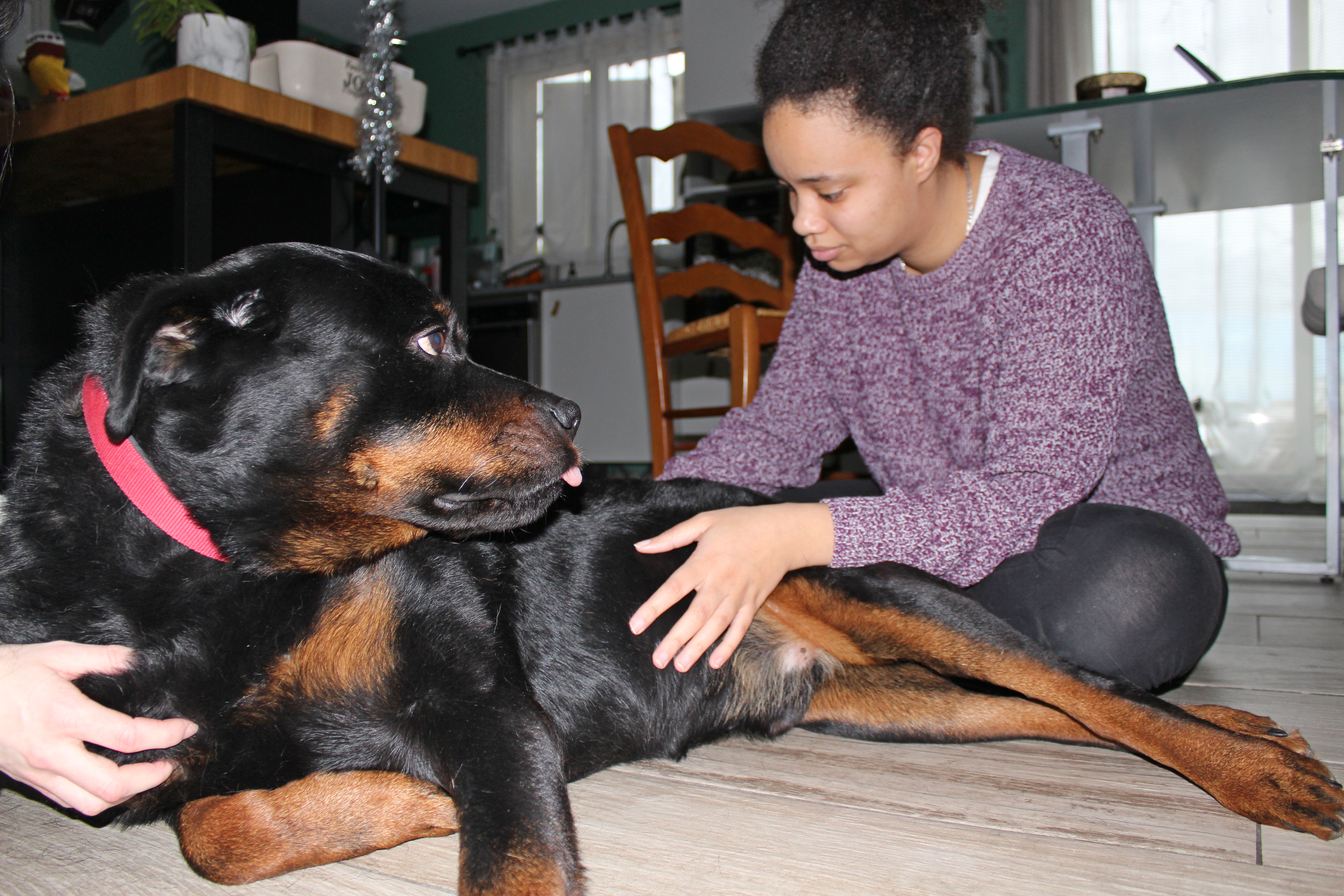Chien en séance